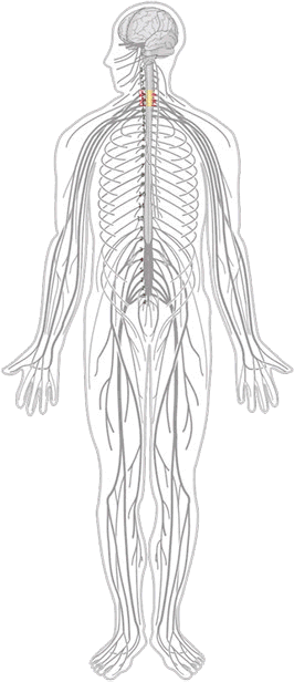 Chiropractic neck pain treatment session at Southern Spine Family Chiropractic focused on restoring mobility and well-being.