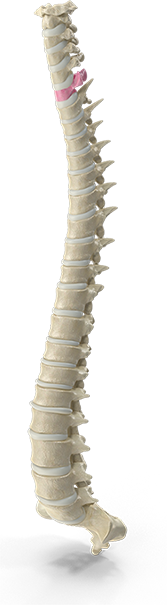 Chiropractic neck pain treatment session at Southern Spine Family Chiropractic focused on restoring mobility and well-being.
