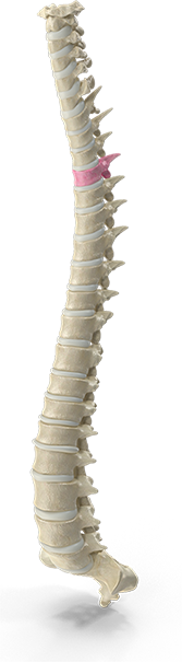 Chiropractic neck pain treatment session at Southern Spine Family Chiropractic focused on restoring mobility and well-being.
