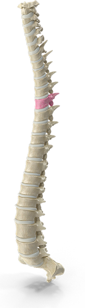 Chiropractic neck pain treatment session at Southern Spine Family Chiropractic focused on restoring mobility and well-being.