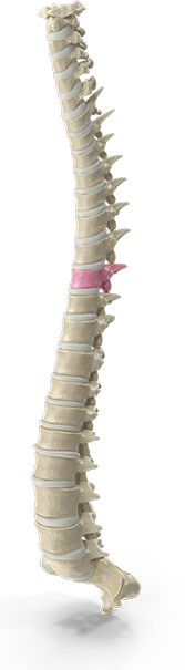 Chiropractic neck pain treatment session at Southern Spine Family Chiropractic focused on restoring mobility and well-being.